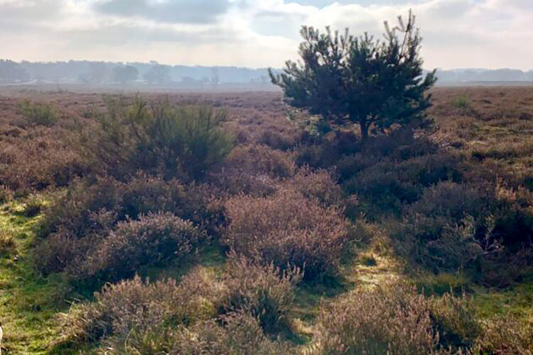 Excursie ‘Tijdreis over de Zuiderheide’ augustus