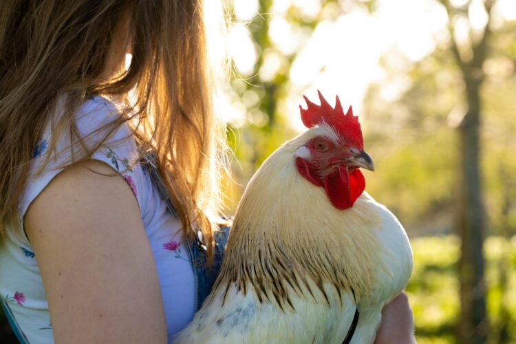 Mini-cursus Natuurlijk kippen houden