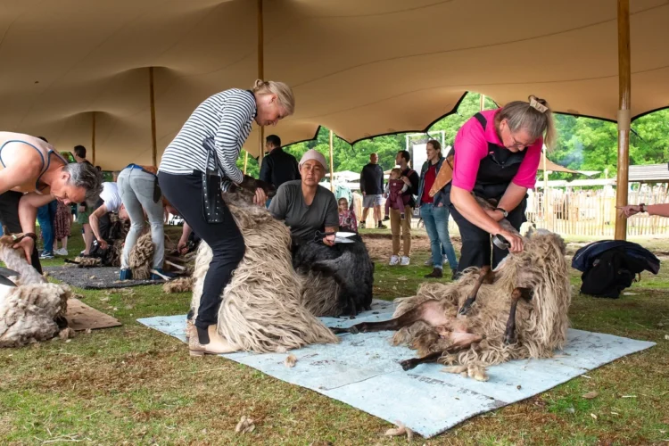 Schaapscheerdersfeest