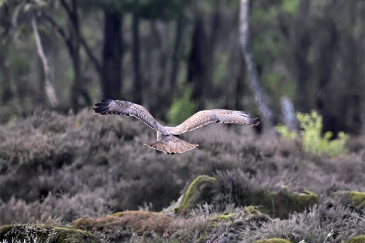 Vogelherkenningscursus Vogelwerkgroep het Gooi en Omstreken
