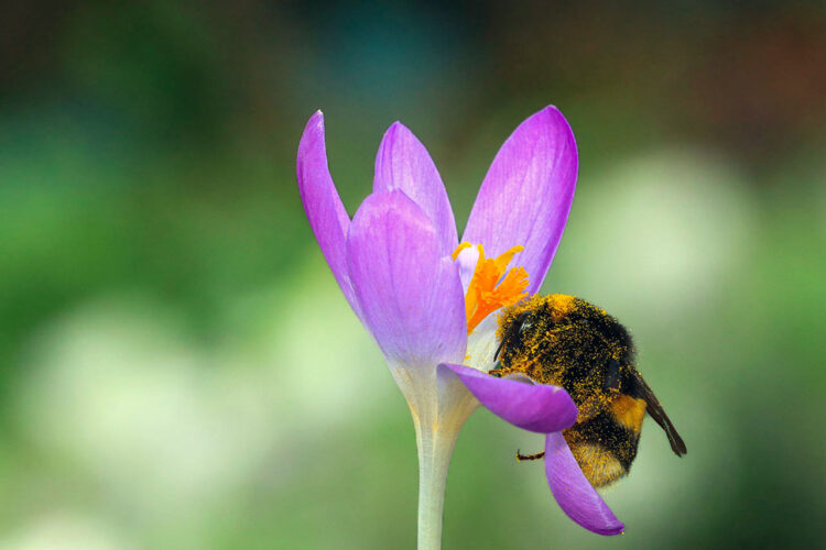 Lezing: Het verborgen leven van wilde planten en hun bezoekers door Jos Ketelaar