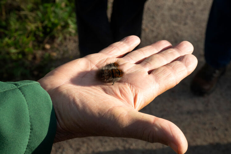 Maandelijkse excursie Huydecopersbos mei