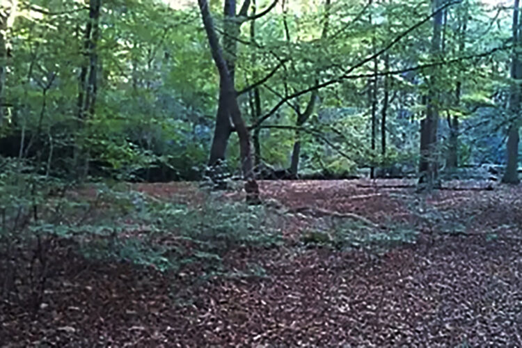 Cursus: Onze bomen in bos en stad