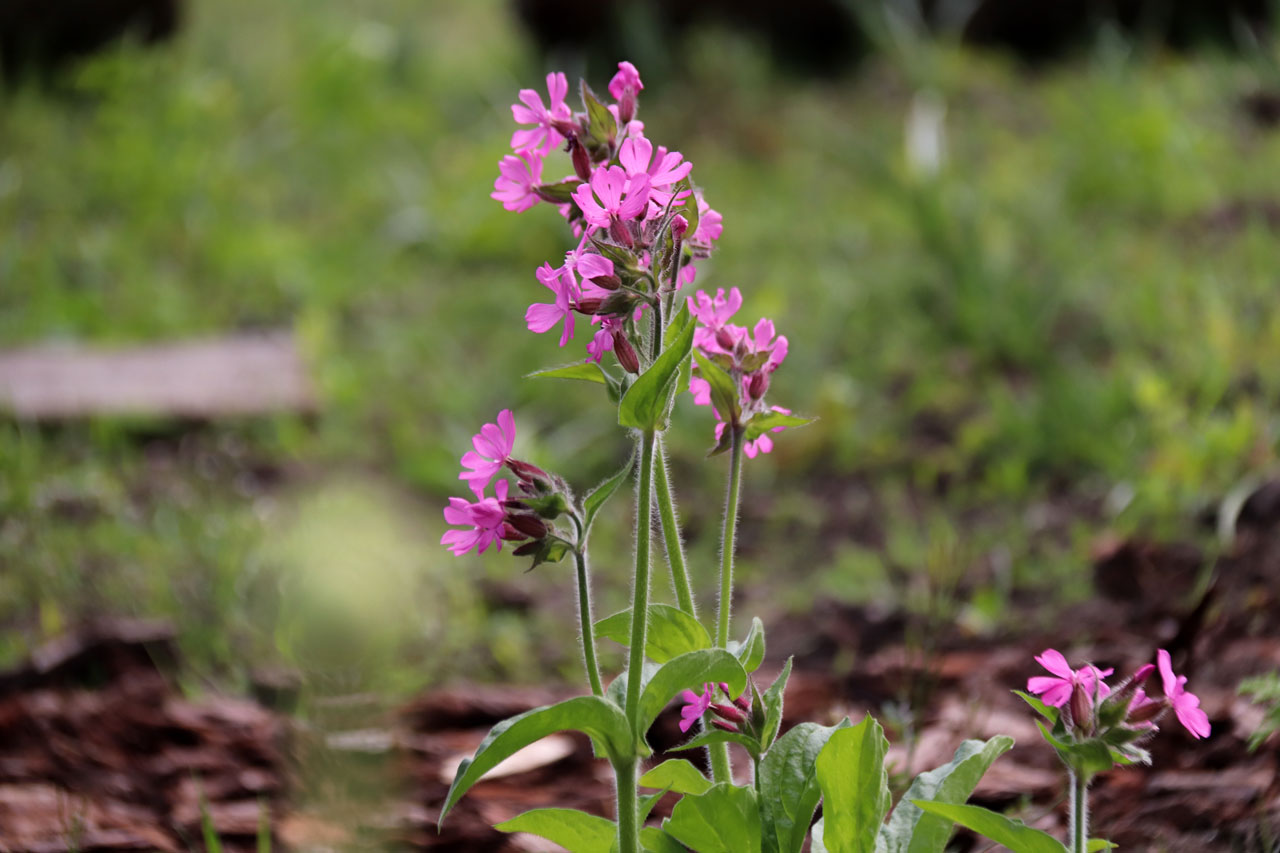 Paarse bloemen staan in bloei in de nieuwe tuin in Kerkelanden