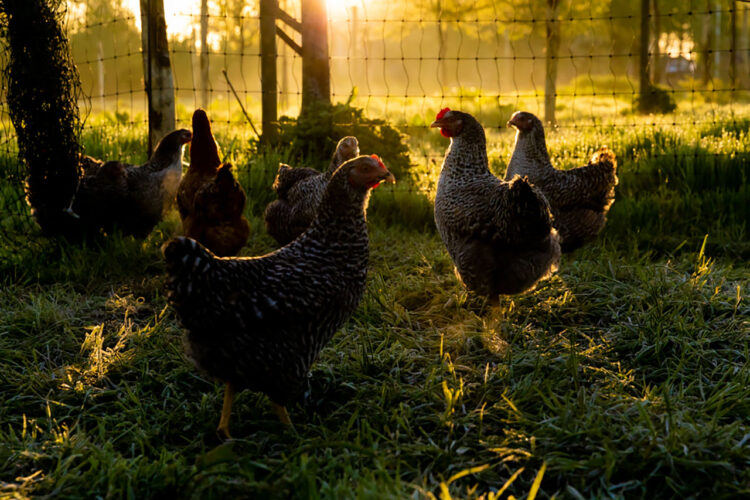 Dolblije Dierendag bij Natuurboerderij KipEigen