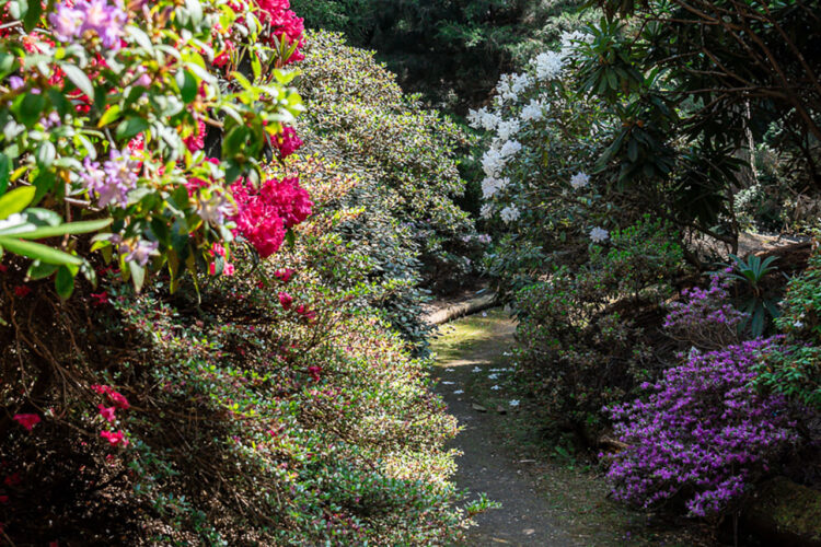 Rhododendron-rondleiding voor Moederdag