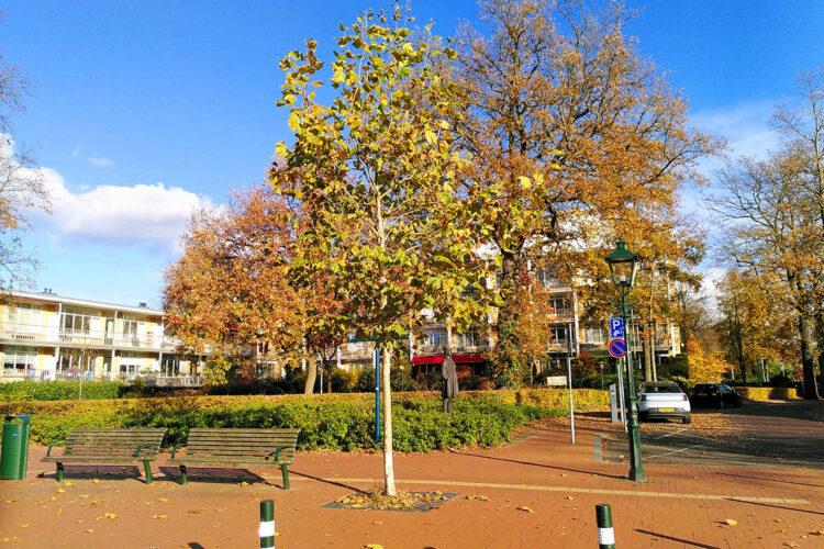 Cursus: Onze bomen in bos en stad