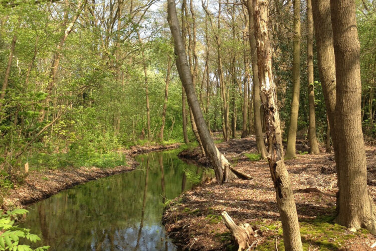 Stem van de Natuur