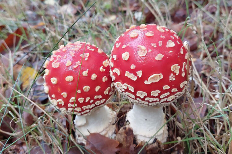 Paddenstoelentocht voor kids