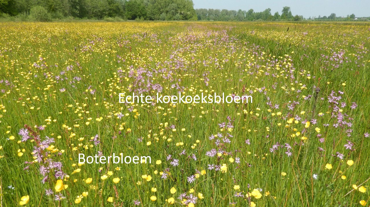 De koekoeksbloem en boterbloem zijn ideale gewassen voor vlinders en rupsen