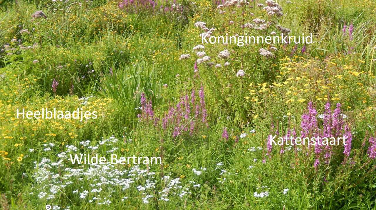Gewassen kunnen door elkaar gezet worden om zo een mooi en kleurrijk bloemenveld te creeëren