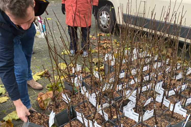 Bomenuitgifte Gemeente