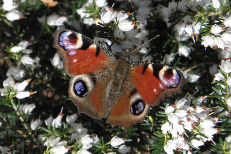 Themamiddag Vlinders in de Schaapskooi