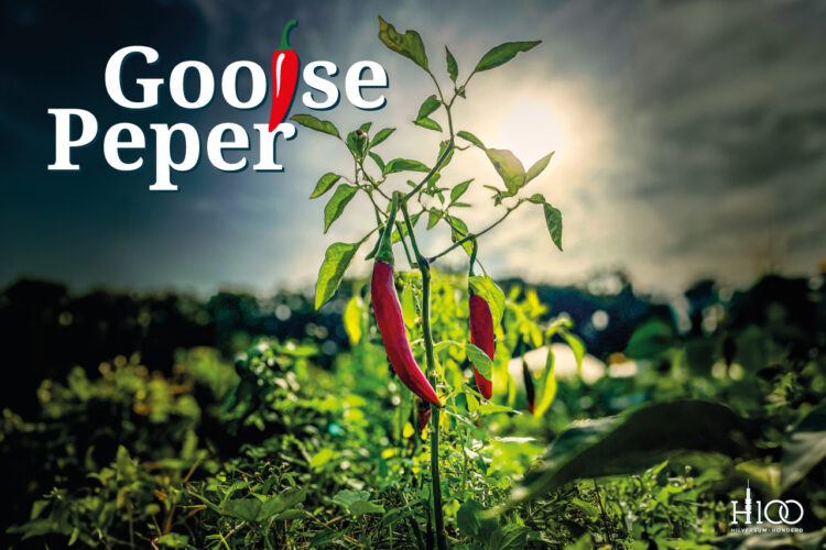 Documentaire Gooise Peper met Q&A op de Hoorneboeg