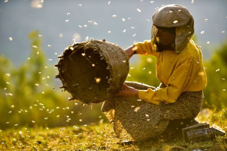 Bosbios: Honeyland