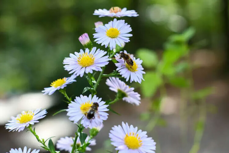 Online workshop ‘Levende Tuin’