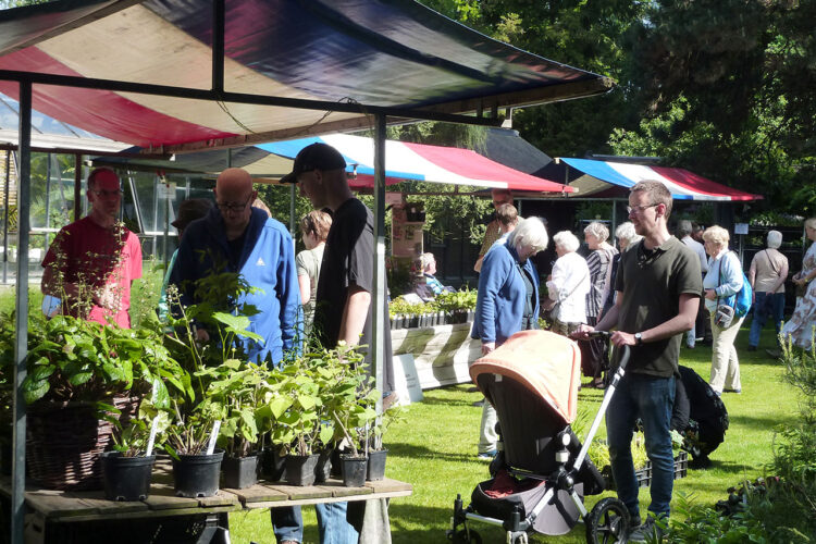 Plantenmarkt: Stoer in de schaduw