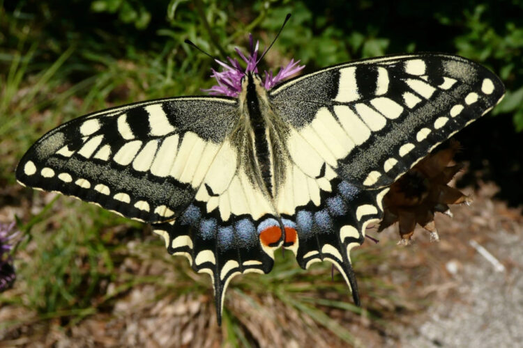 Lezing: Help de vlinder