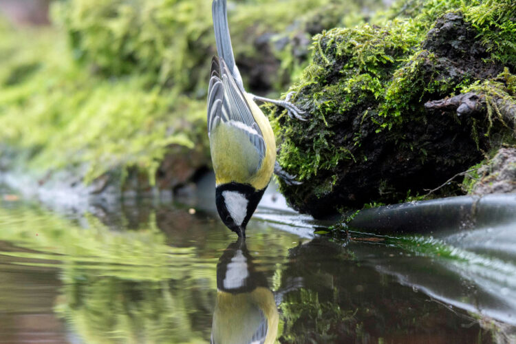 Kerkelanden Groent inspiratie avond Levende Tuinen #06 Water in de Tuin